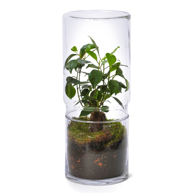 Grand terrarium Green Tower