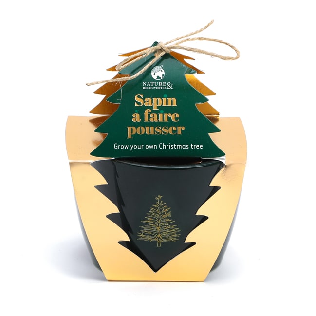 Sapin à faire pousser