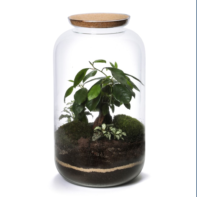 Grand terrarium Candy Ginseng