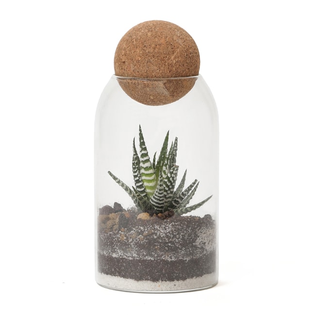 Terrarium Niwa