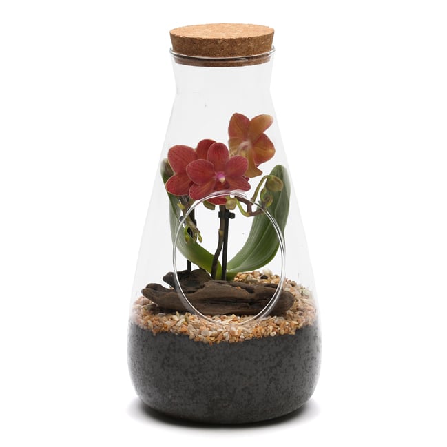 Terrarium orchidée