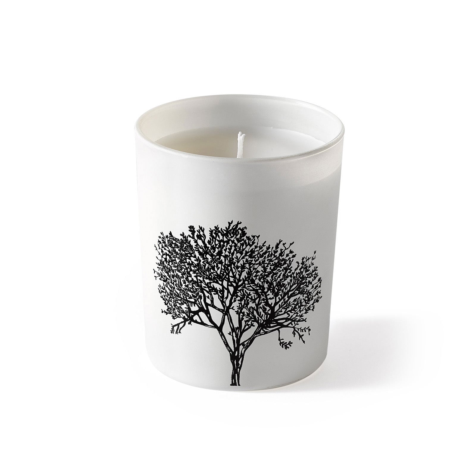  Bougie  Arbre  Esprit de Santal Nature D couvertes