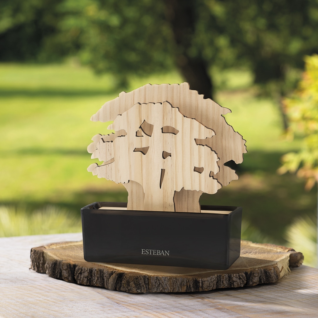 Coffret arbre à parfum et recharge cèdre