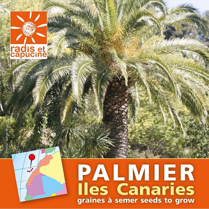 Sachet de graines de palmier