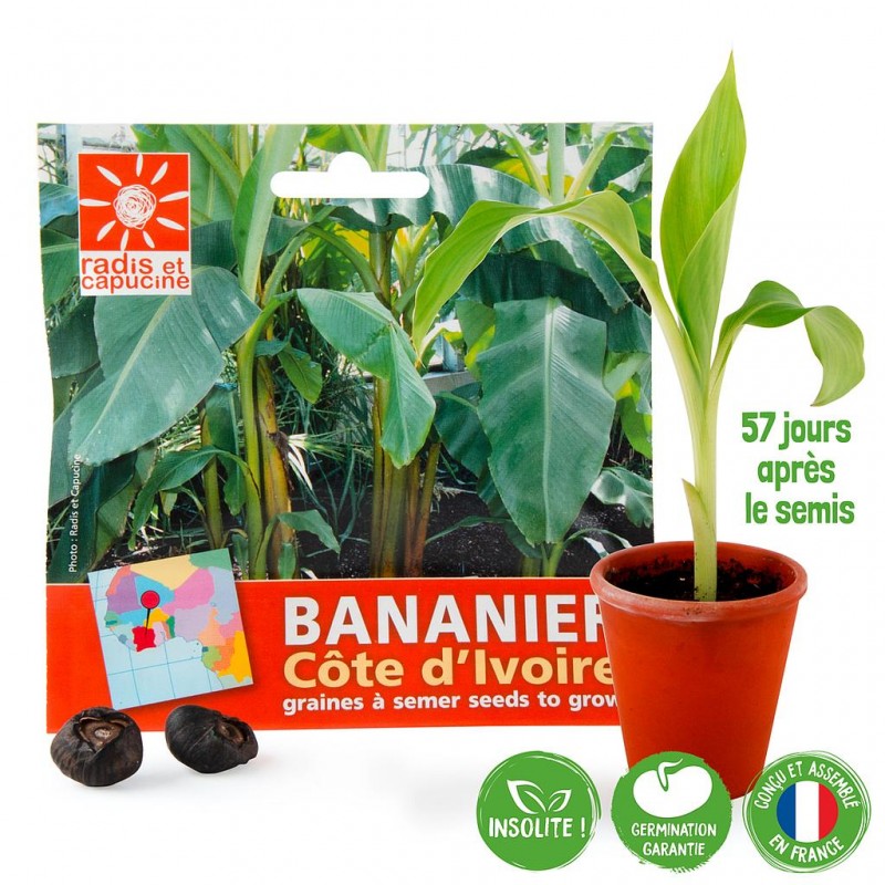 Sachet de graines de bananier