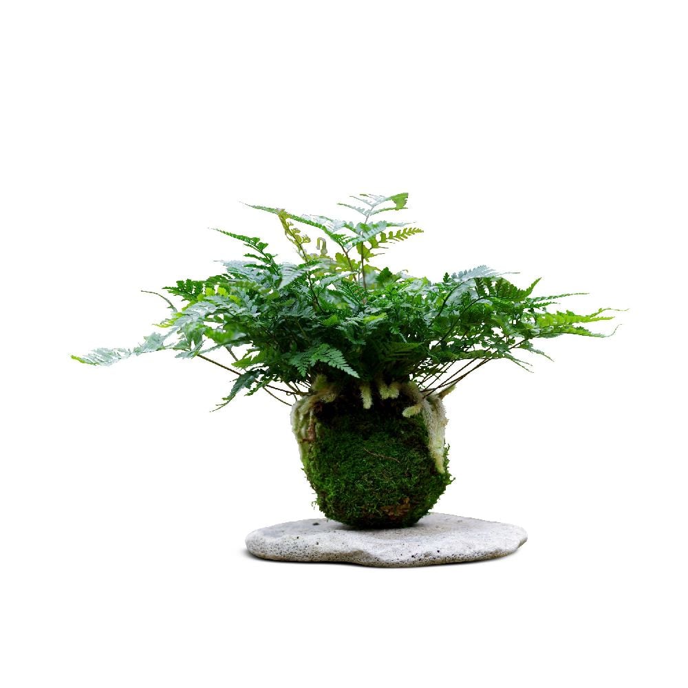 Kokedama Kinkaku ji ni