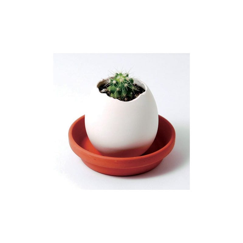 Oeuf kit cactus