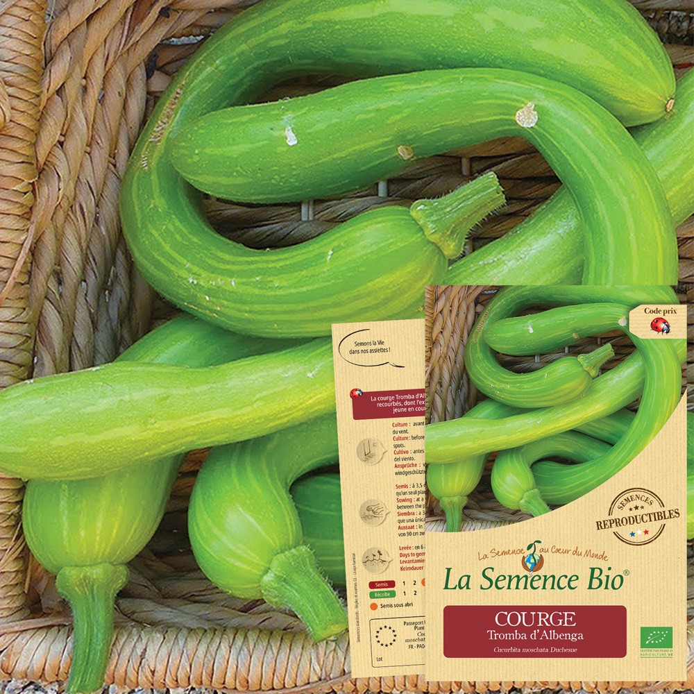 Courge  tromba d'albenga bio