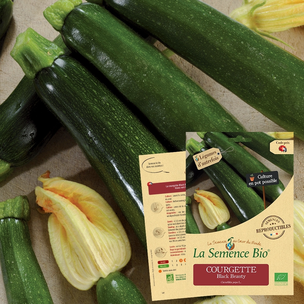 Courgette black beauty bio