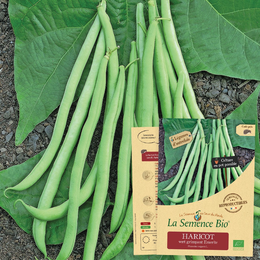 Haricot vert grimpant emerite bio