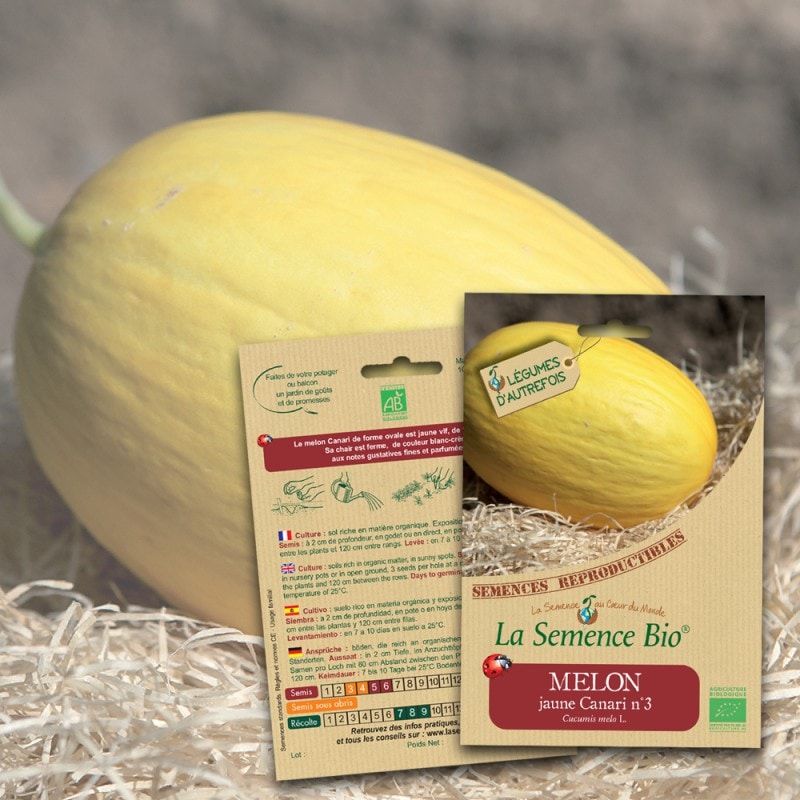 Melon jaune canari n° 3  bio