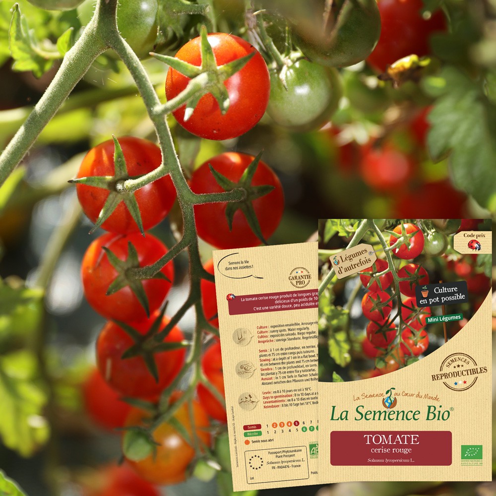 Tomate cerise rouge bio