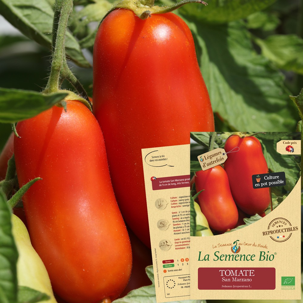 Tomate san marzano bio