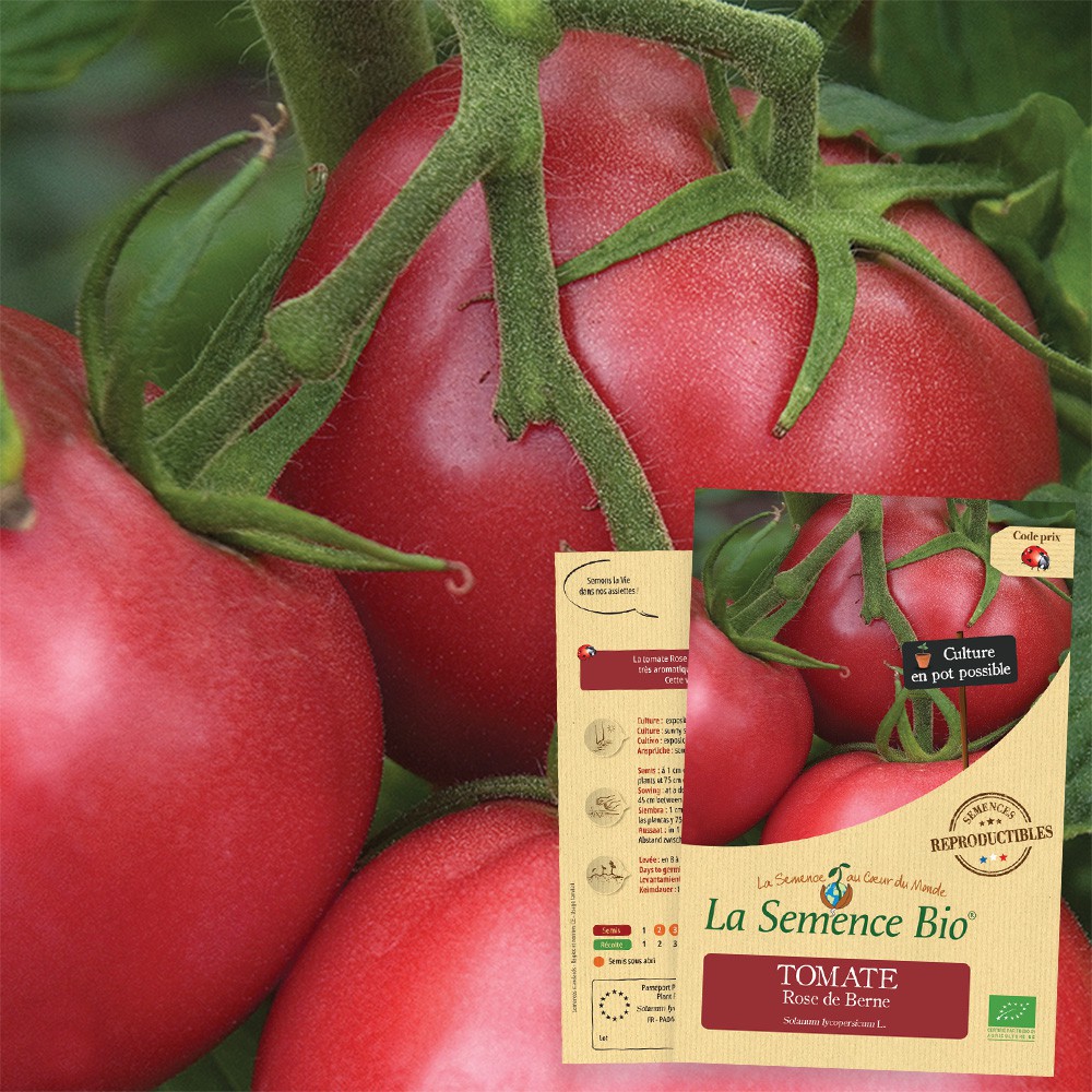 Tomate rose de berne bio