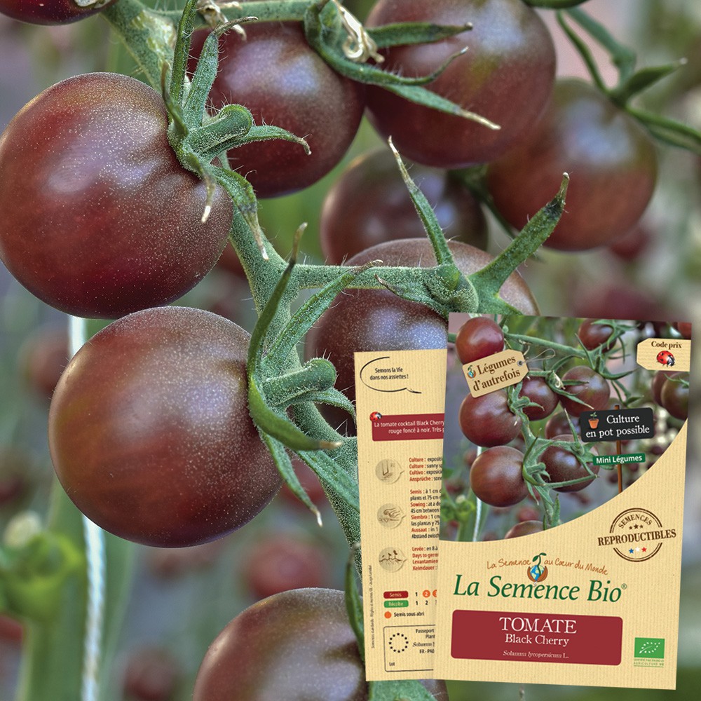 Tomate black cherry bio