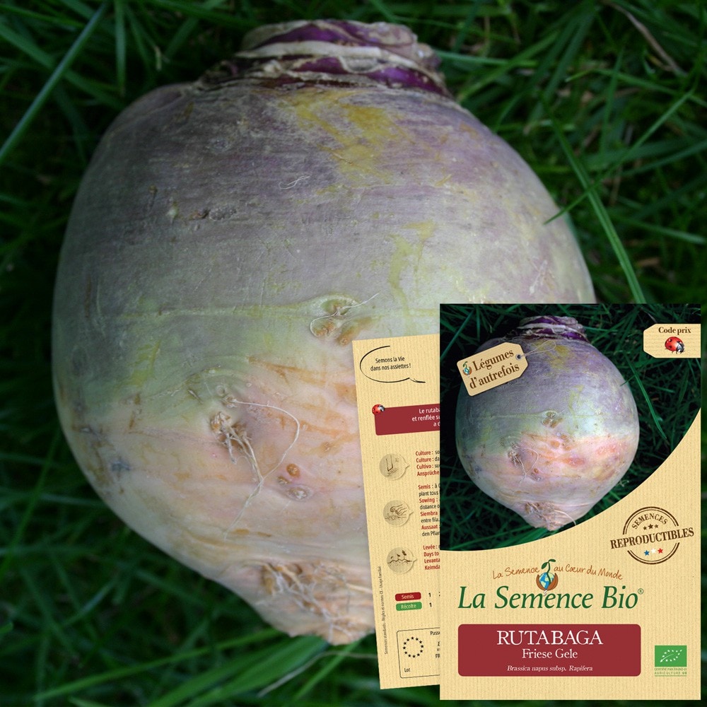 Rutabaga (chou navet) friese gele bio