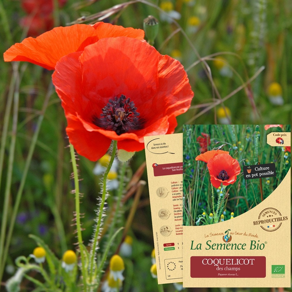 Coquelicot des champs bio