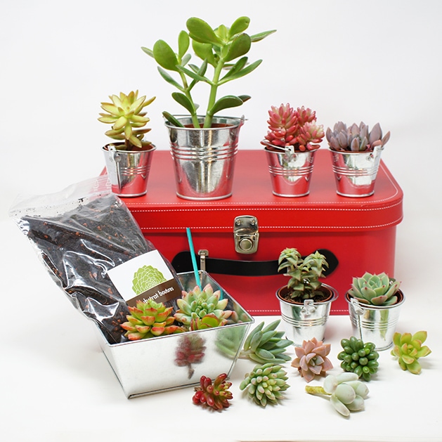 Valise découverte succulentes