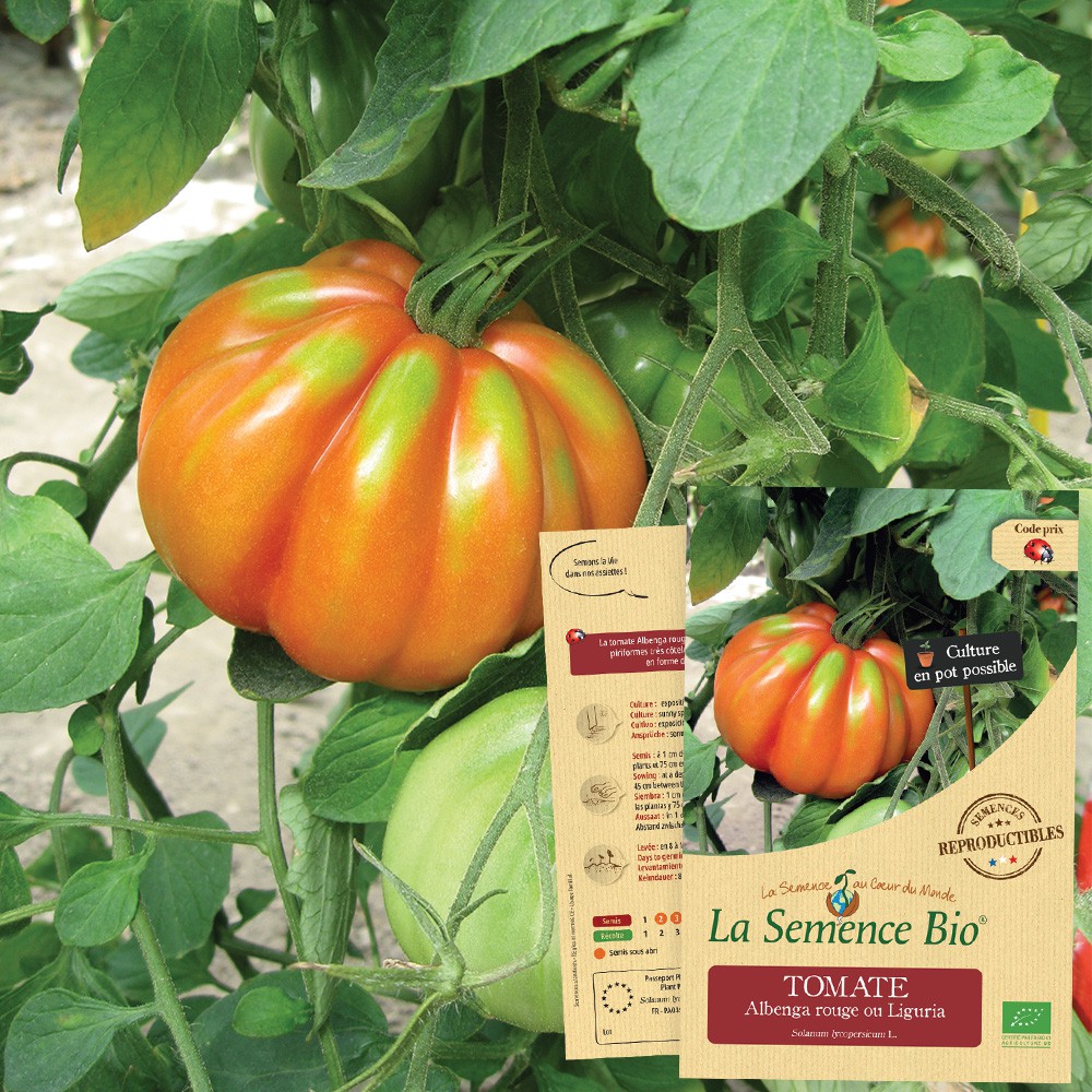 Tomate albenga rouge ou liguria bio