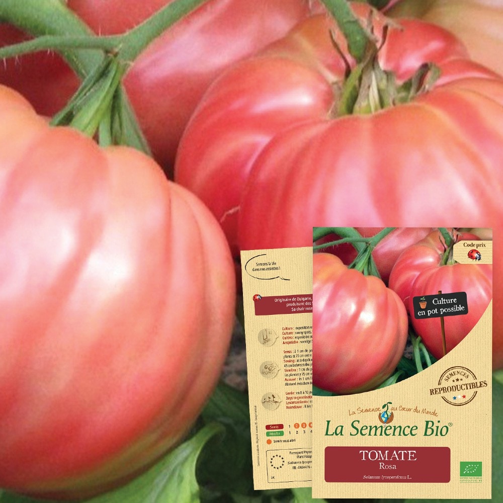 Tomate rosa bio