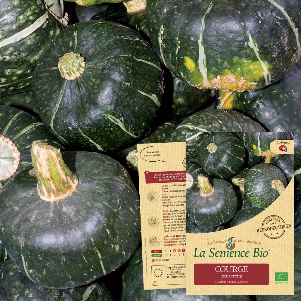 Courge buttercup bio