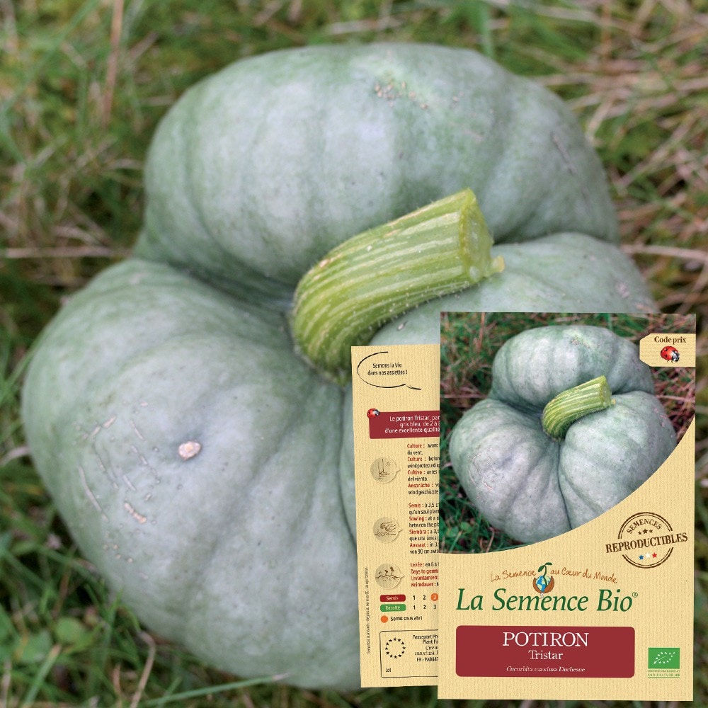 Courge potiron tristar bio