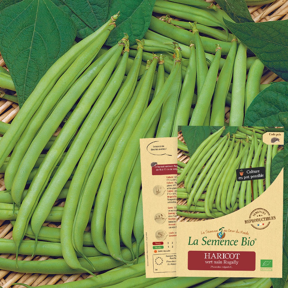 Haricot vert nain rugally bio