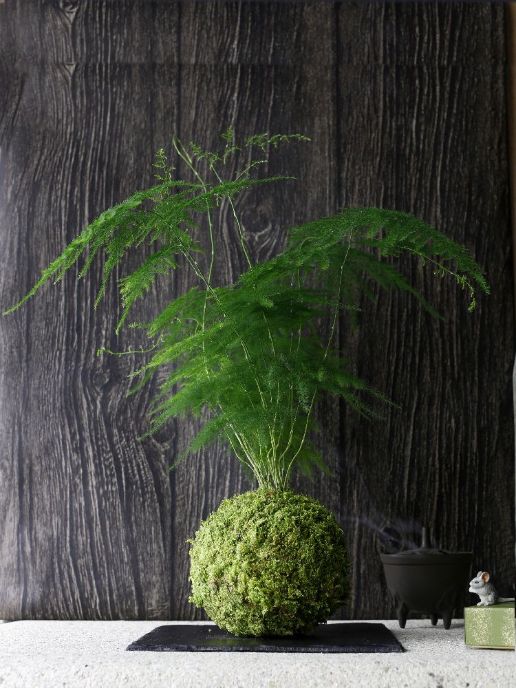 Kokedama bassin du congo ni