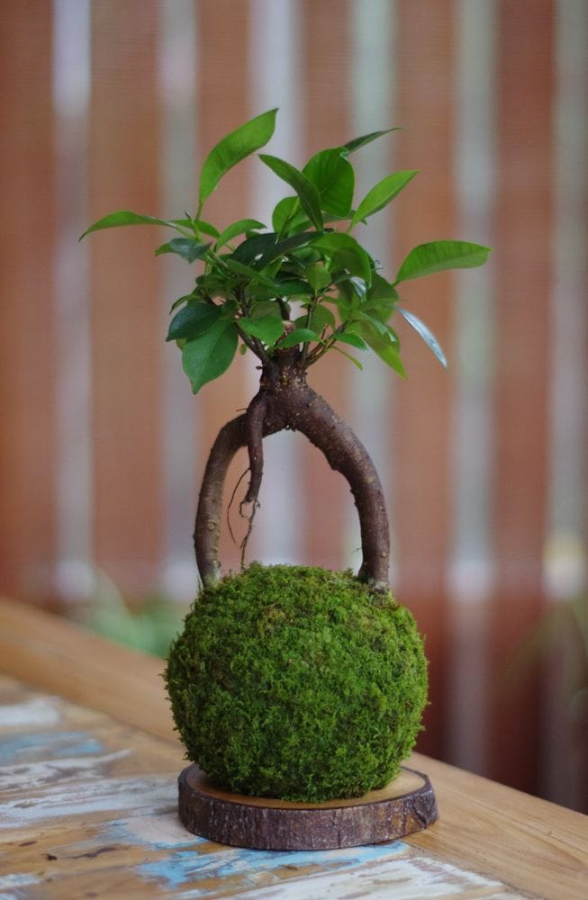 Kokedama daitoku-ji  ni