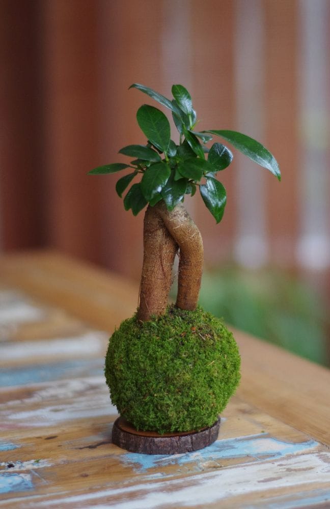 Kokedama magnet loropéni