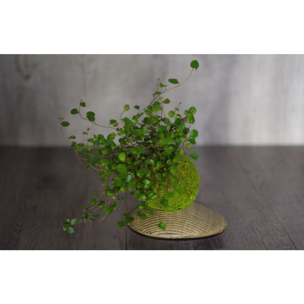 Kokedama myohoji ni