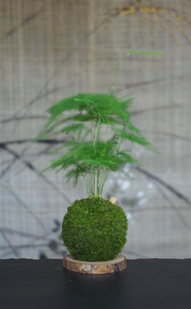 Kokedama magnet helmotz