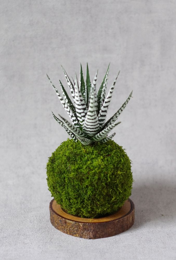 Kokedama magnet lushan