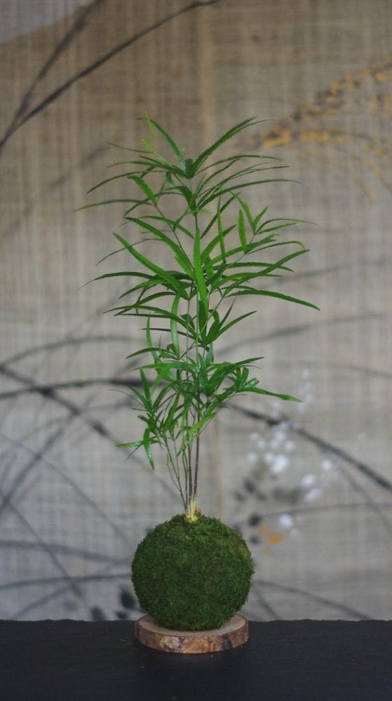 Kokedama magnet néodyne