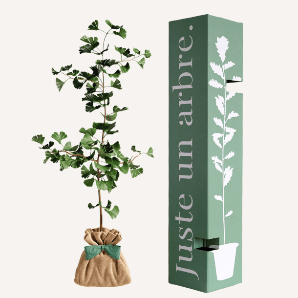 Ginkgo biloba - arbre porte bonheur