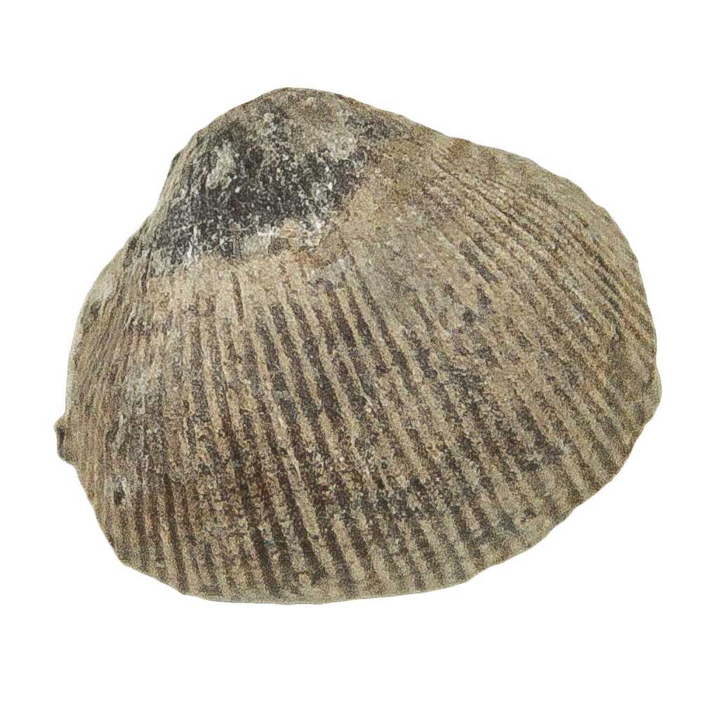 Productus subaculeata fossile