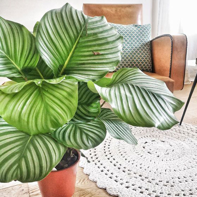 Anna calathea orbifolia sans cache pot