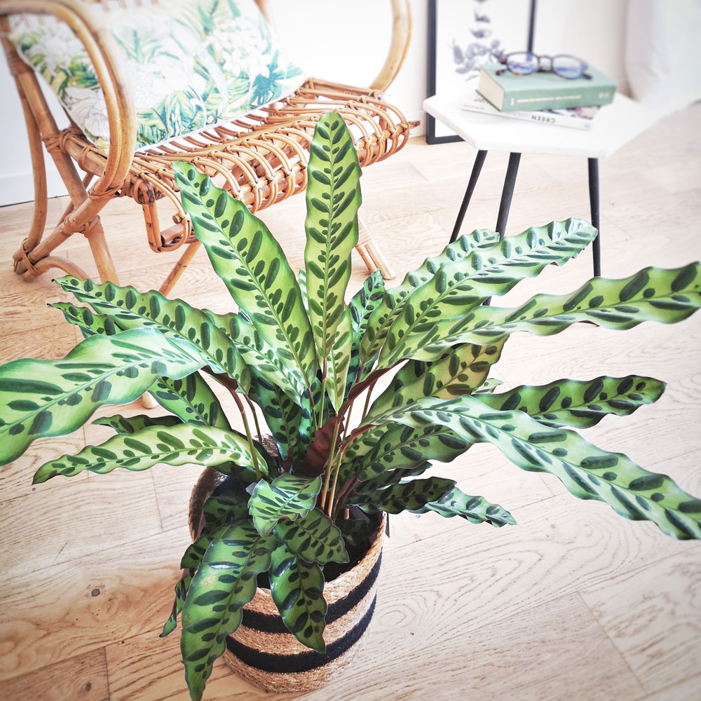 Calathea, plante tropicale + cache-pot