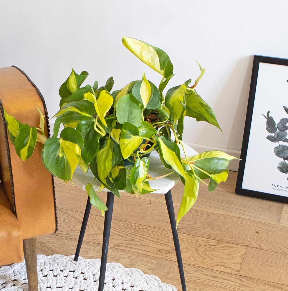 Philodendron scandens sans cache-pot