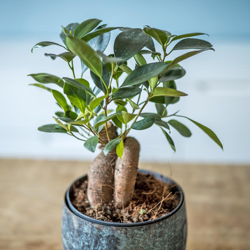 Plante d'intérieur ficus microcarpia