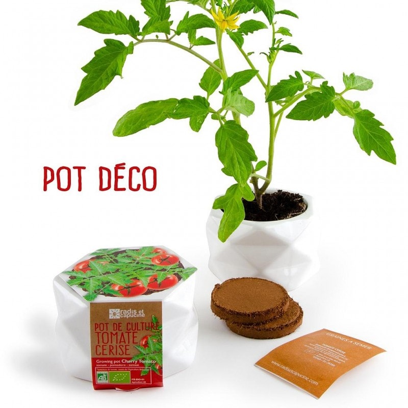 Pot origami - tomate cerise bio