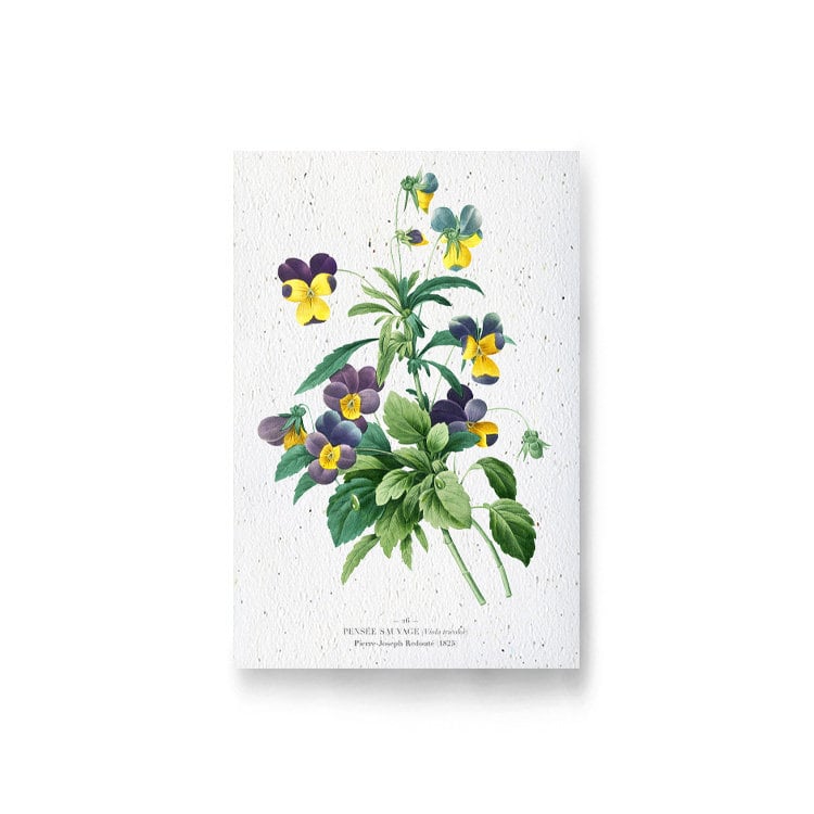 Carte à planter - pensées sauvages