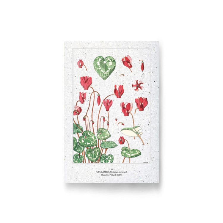 Carte à planter - cyclamen