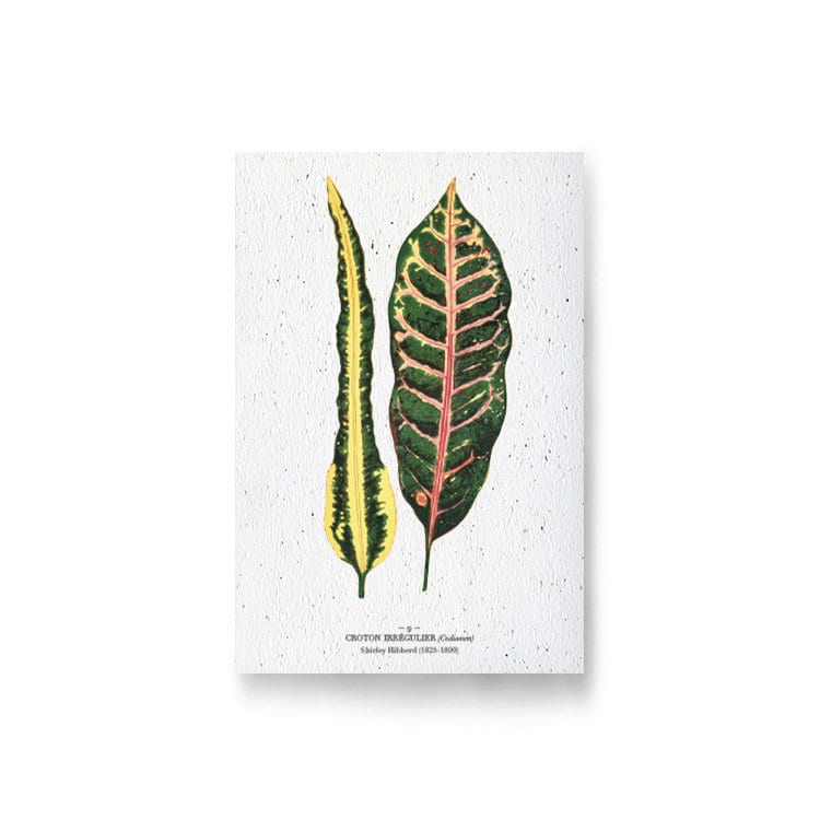 Carte à planter - croton