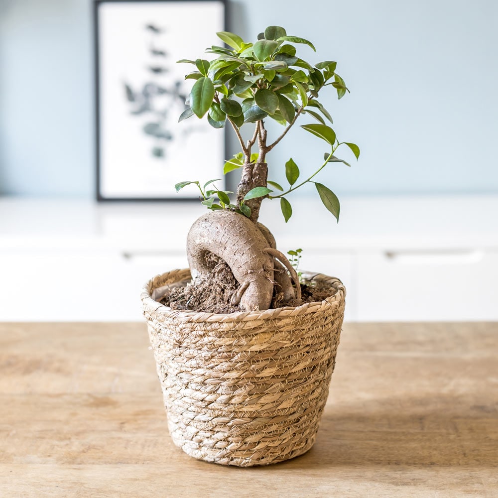 Plante d'intérieur : ficus + cache-pot