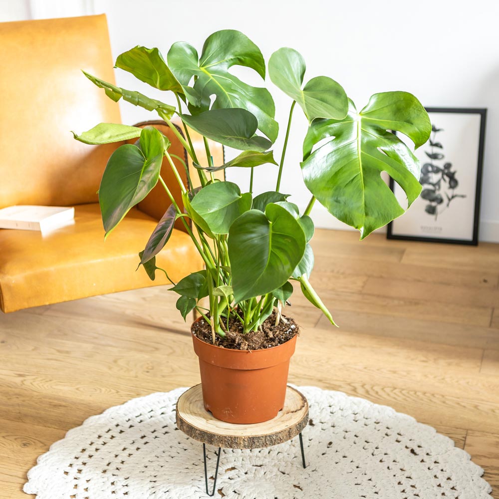 Plante d'intérieur : monstera déliciosa