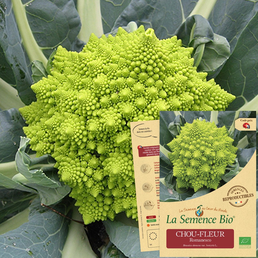 Chou-fleur romanesco bio