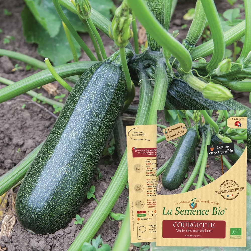 Courgette verte des maraîchers bio