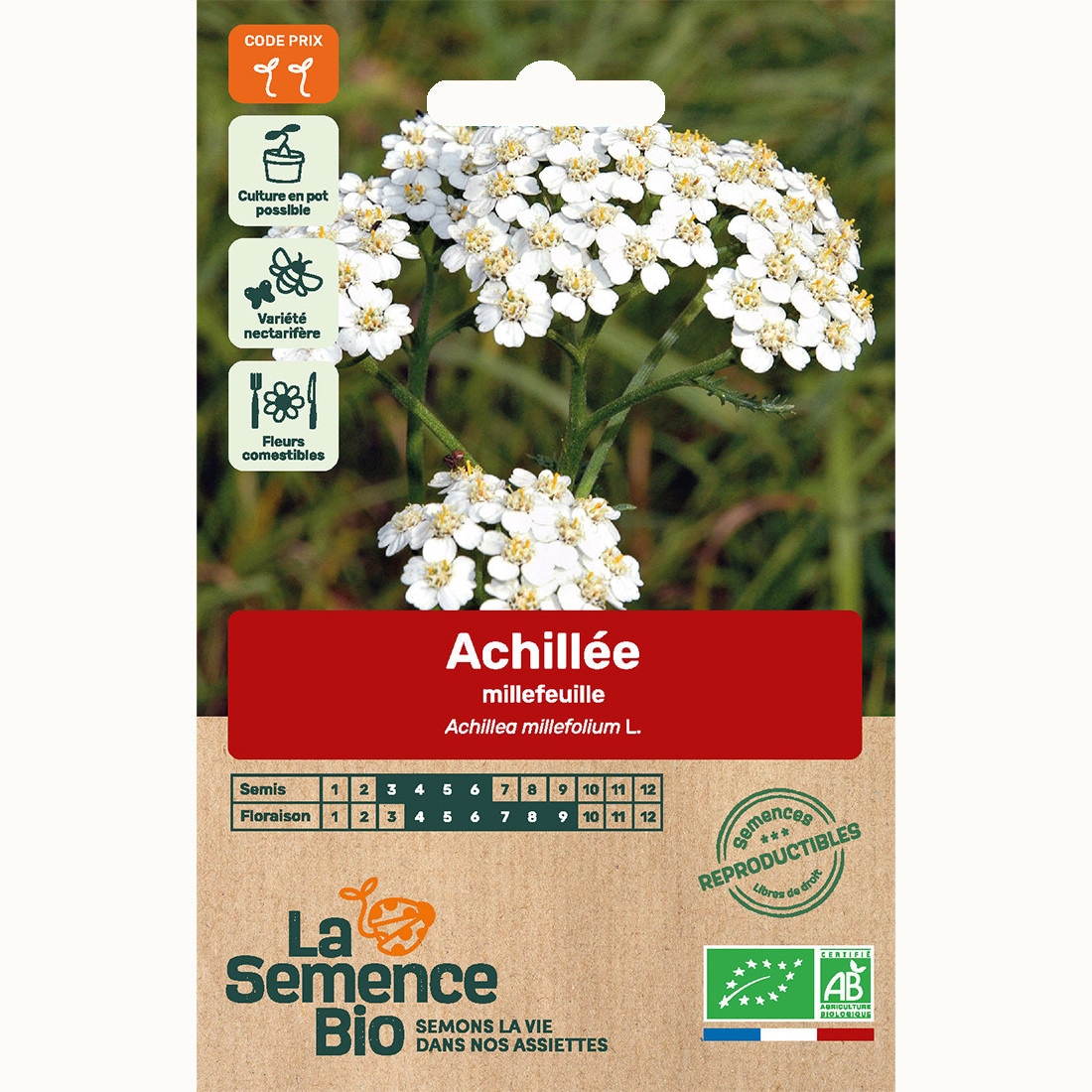 Achillée - graines bio