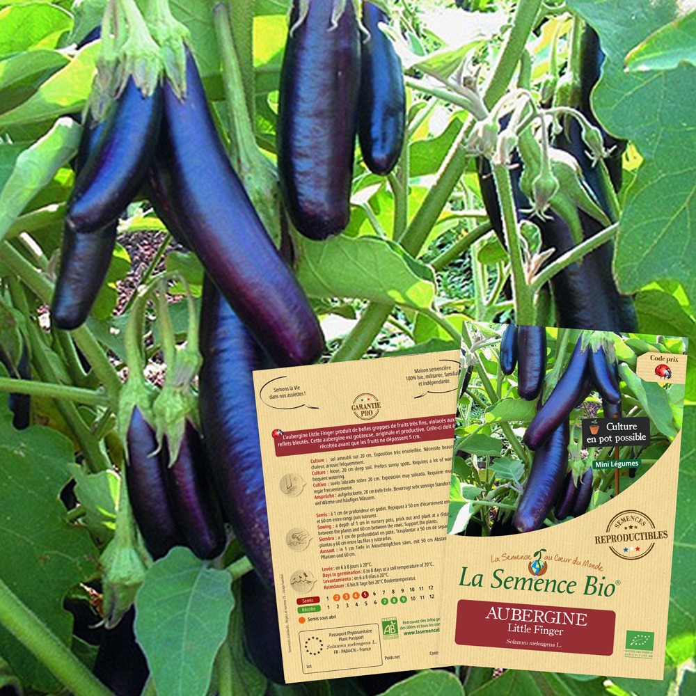 Aubergine little finger bio